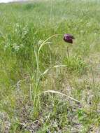 Fritillaria meleagroides Patrin ex Schult. & Schult. fil. resmi