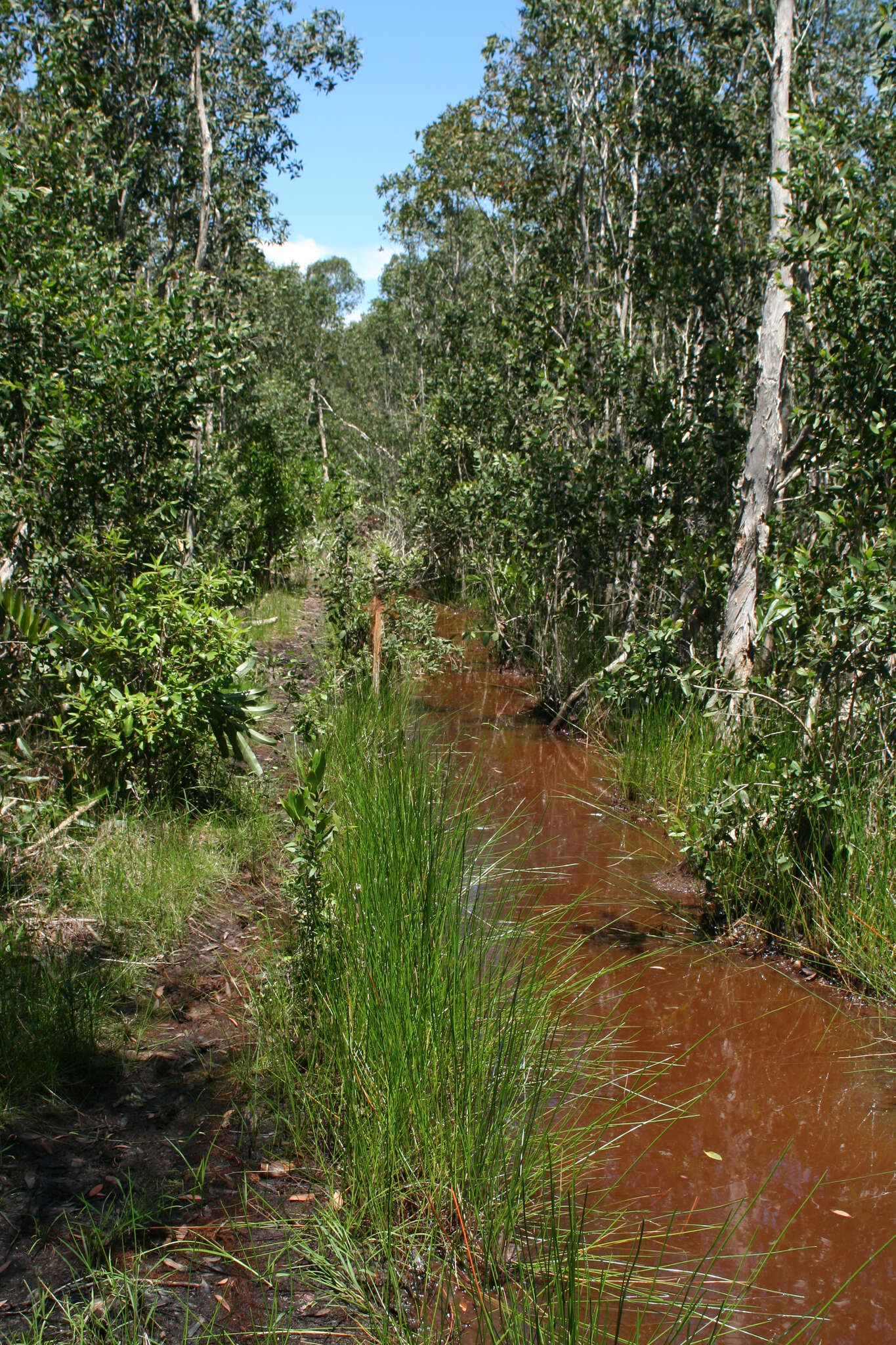 Image of cajeput