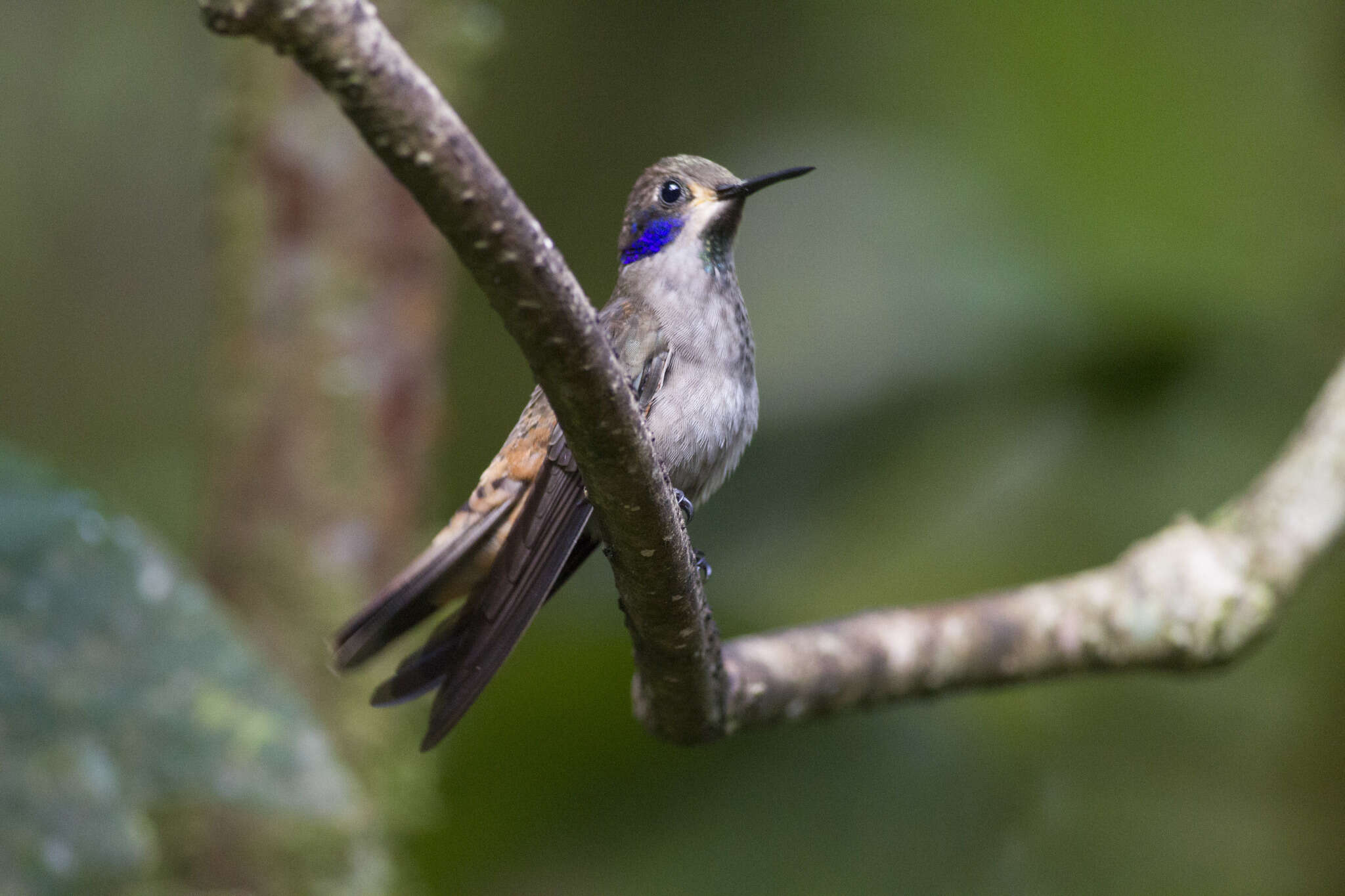 Image of Brown Violet-ear