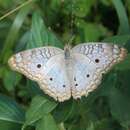 Image of Anartia jatrophae saturata Staudinger 1888