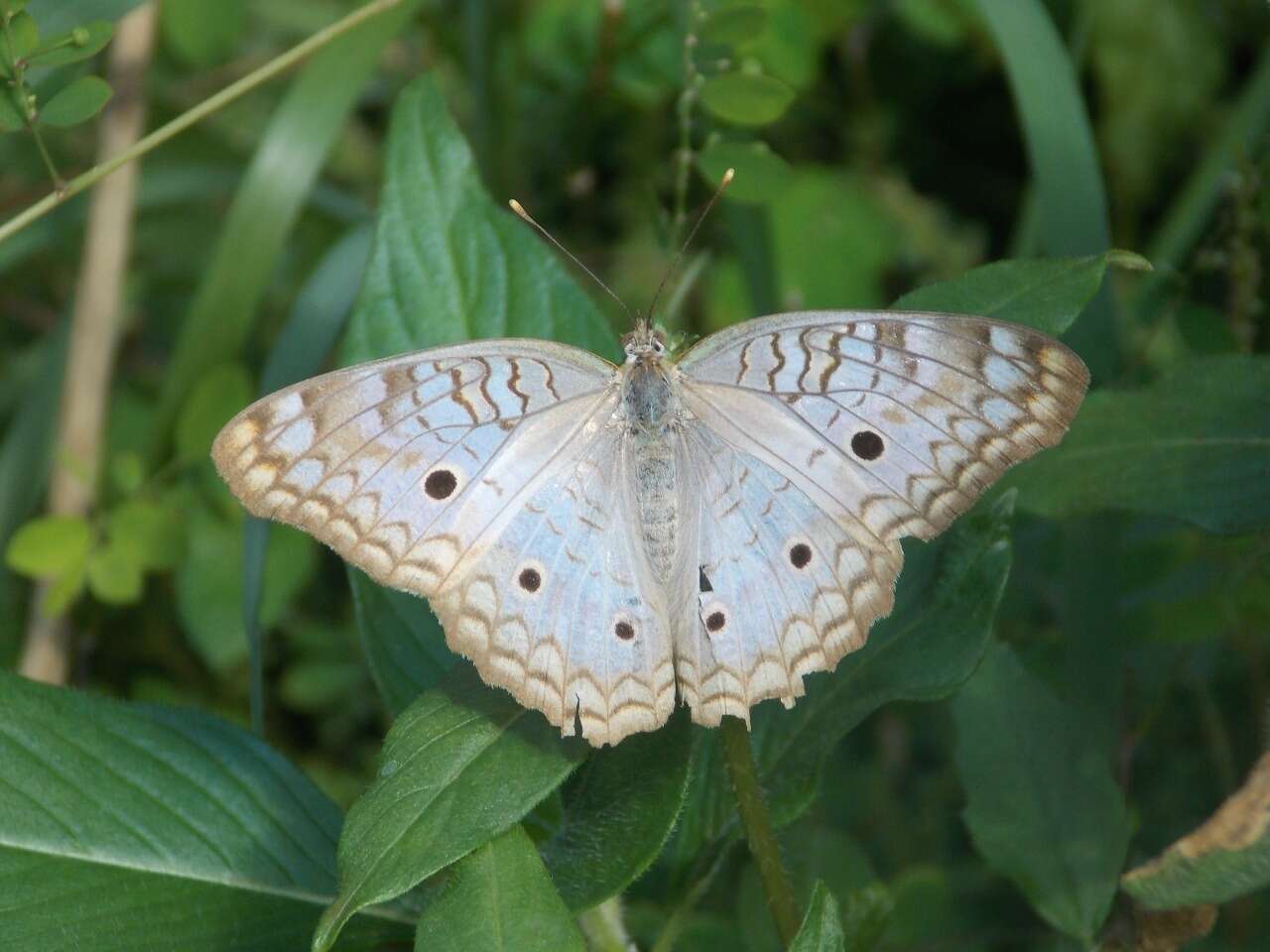 Image of Anartia jatrophae saturata Staudinger 1888