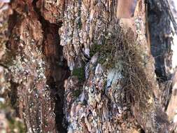 Image of horsehair lichen