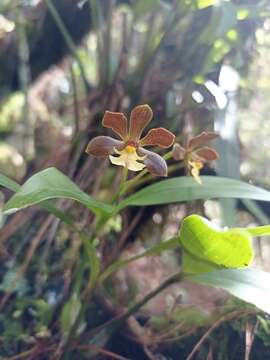 Слика од Prosthechea varicosa (Bateman ex Lindl.) W. E. Higgins