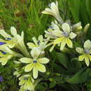 Image of Babiana noctiflora J. C. Manning & Goldblatt