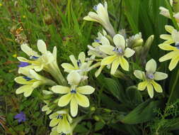 Image of Babiana noctiflora J. C. Manning & Goldblatt