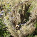 Image de Cylindropuntia ganderi subsp. ganderi