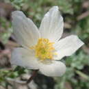 Imagem de Anemone drummondii subsp. drummondii