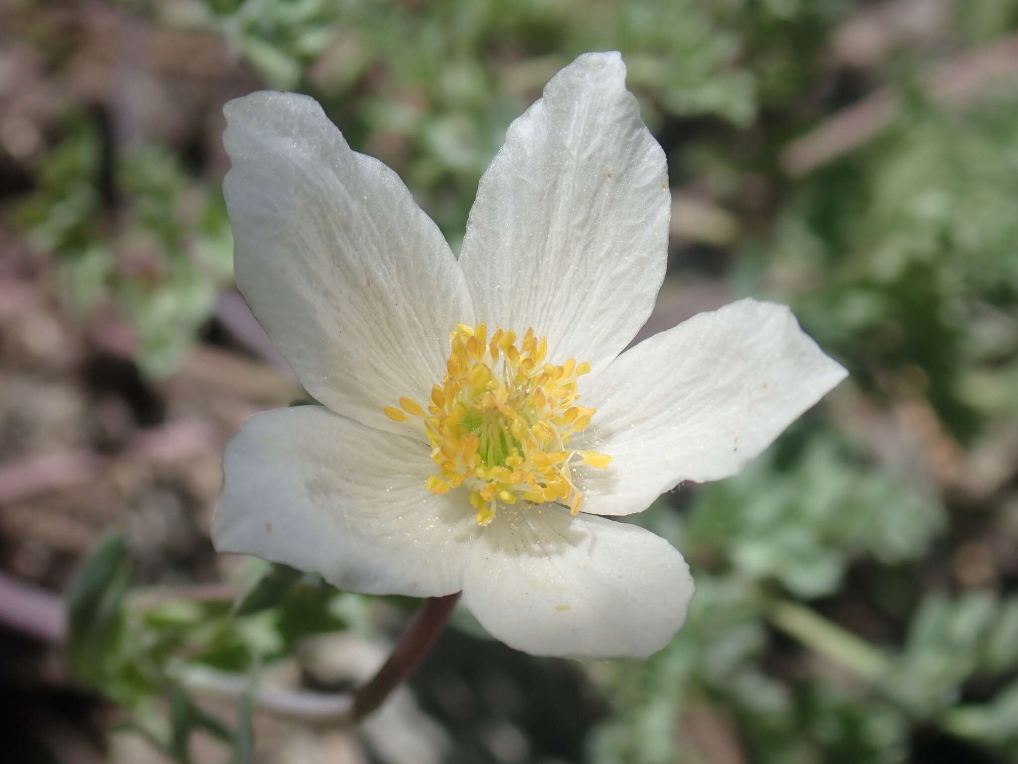 Anemone drummondii subsp. drummondii resmi