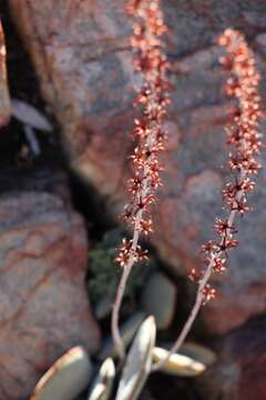 Image of Adromischus inamoenus H. Tölken