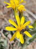 Image of Modoc hawksbeard