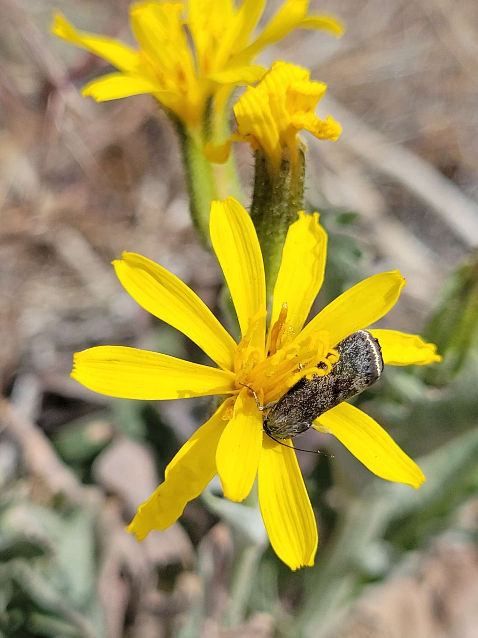 Image of Modoc hawksbeard