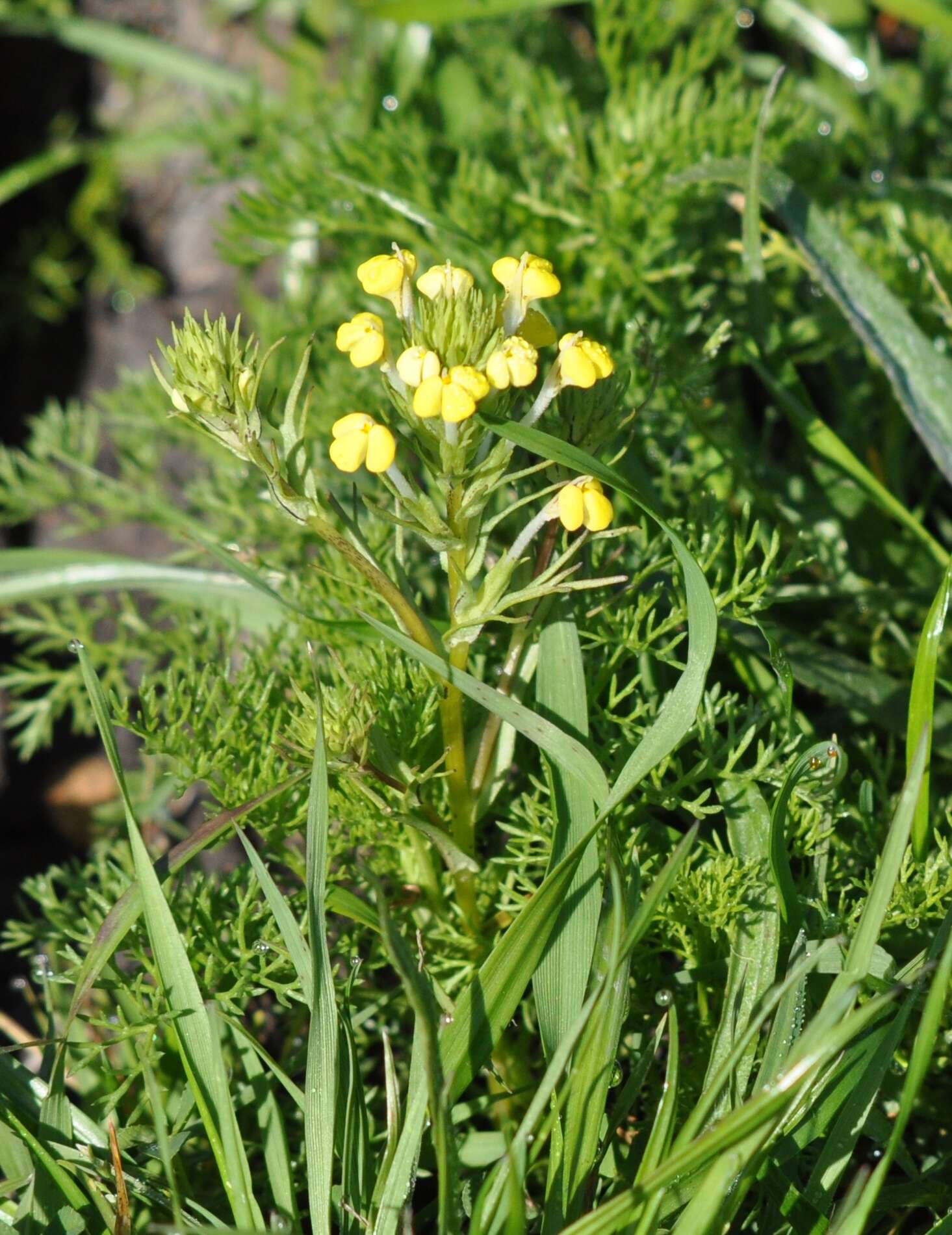 Image of Triphysaria versicolor subsp. faucibarbata (A. Gray) T. I. Chuang & L. R. Heckard