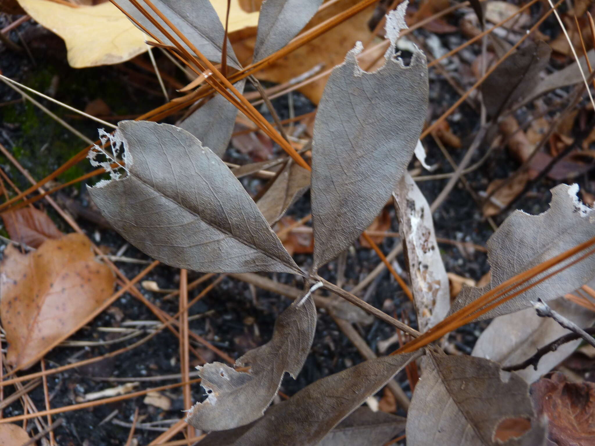 Image de Baptisia cinerea (Raf.) Fernald & B. G. Schub.