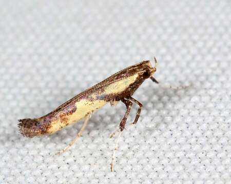 Image of Walnut Caloptilia