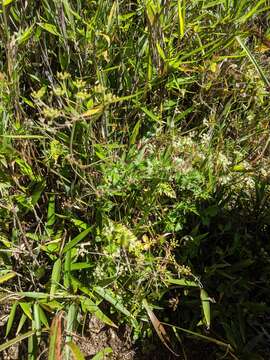 Imagem de Pimpinella niitakayamensis Hayata