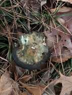 Image of Lactarius paradoxus Beardslee & Burl. 1940