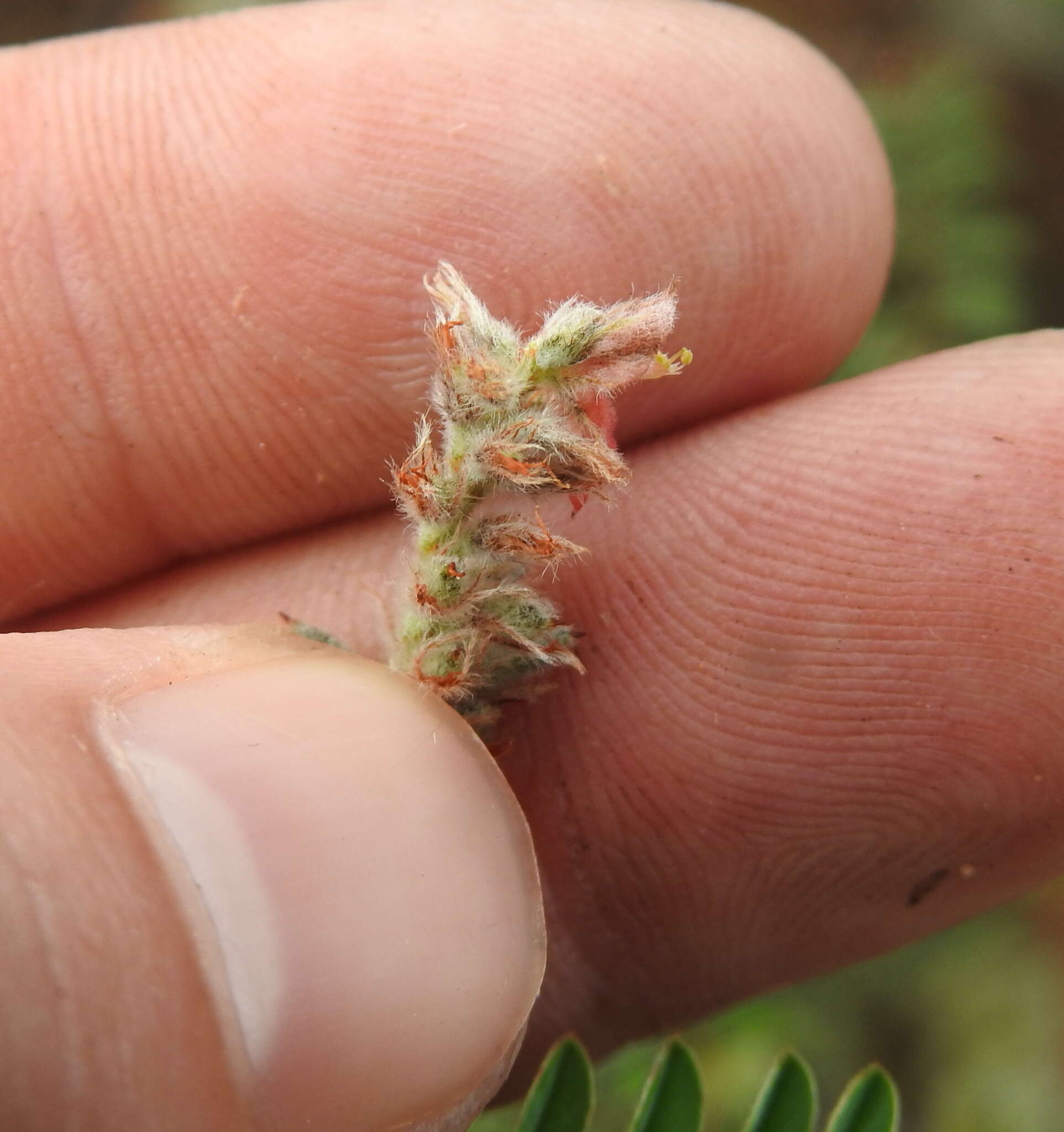 Indigofera melanadenia Harv.的圖片