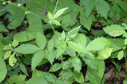 Image of tall hairy agrimony