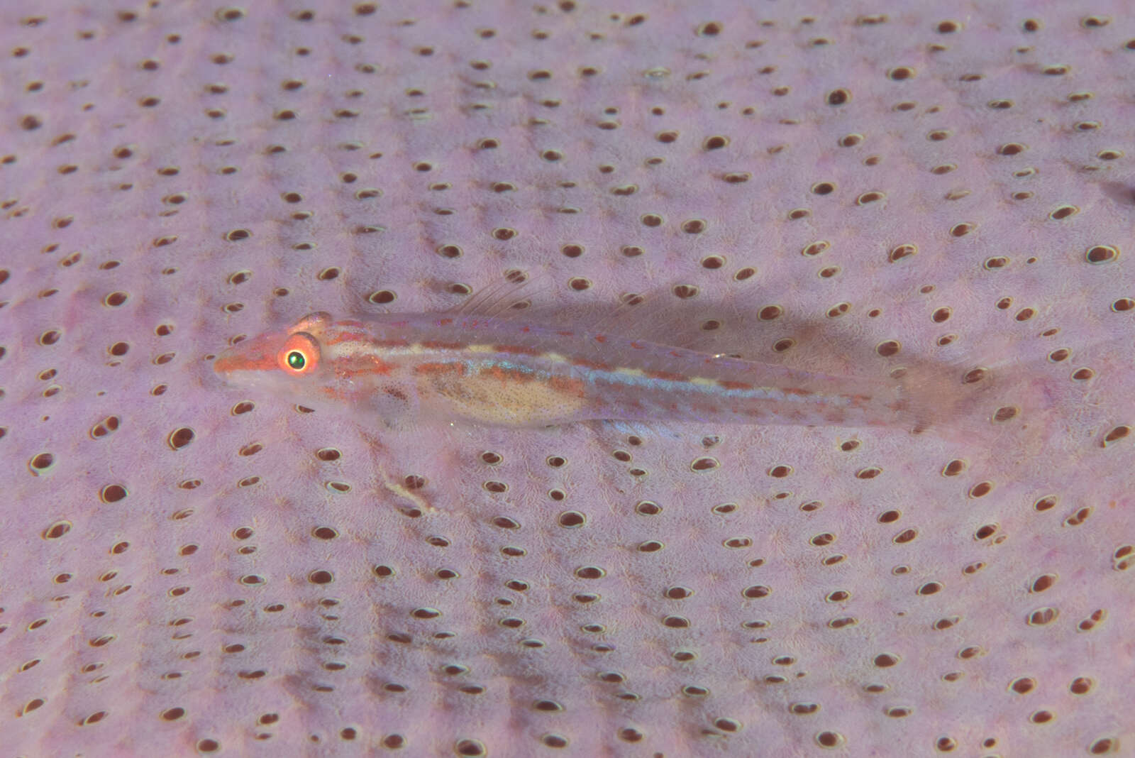 Image of Elongate ghostgoby