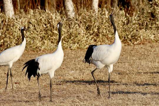 Image of Japanese Crane