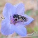 Image of Andrena avara Warncke 1967