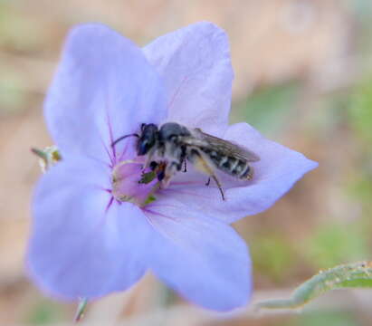 Image of Andrena avara Warncke 1967