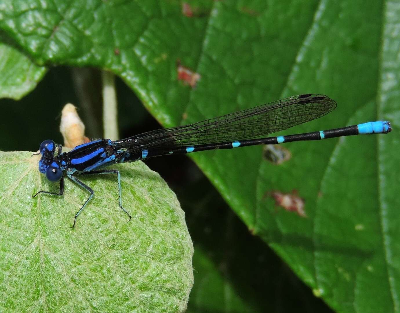 Image of Blue-ringed Dancer