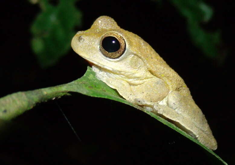 Image of Panama Cross-banded Treefrog