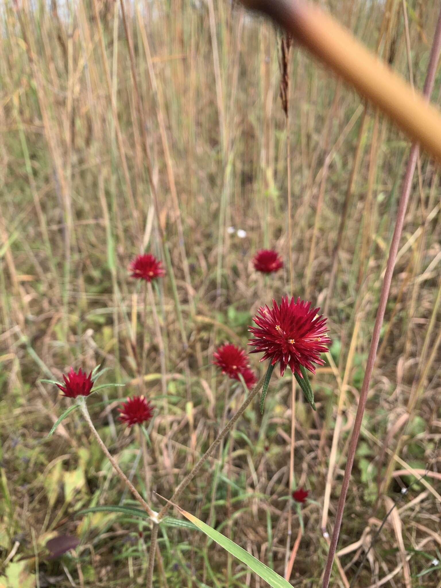 Image of Gomphrena canescens subsp. erythrina J. Palmer