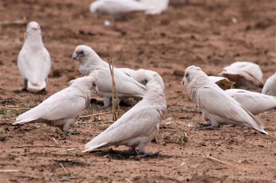 Image of Cacatua pastinator derbyi (Mathews 1916)