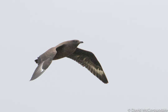 Image of Great Skua