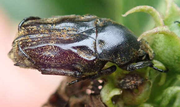 Image de Cymophorus