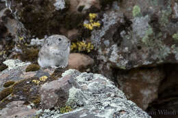 Imagem de Ochotona collaris (Nelson 1893)