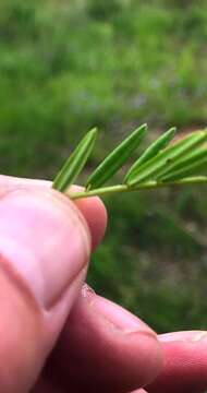 Image of <i>Senna aciphylla</i>