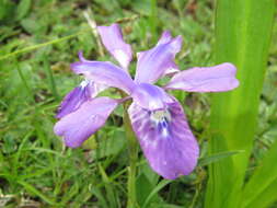 Sivun Iris goniocarpa Baker kuva