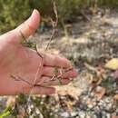 Image of Darwinia biflora (Cheel) B. G. Briggs