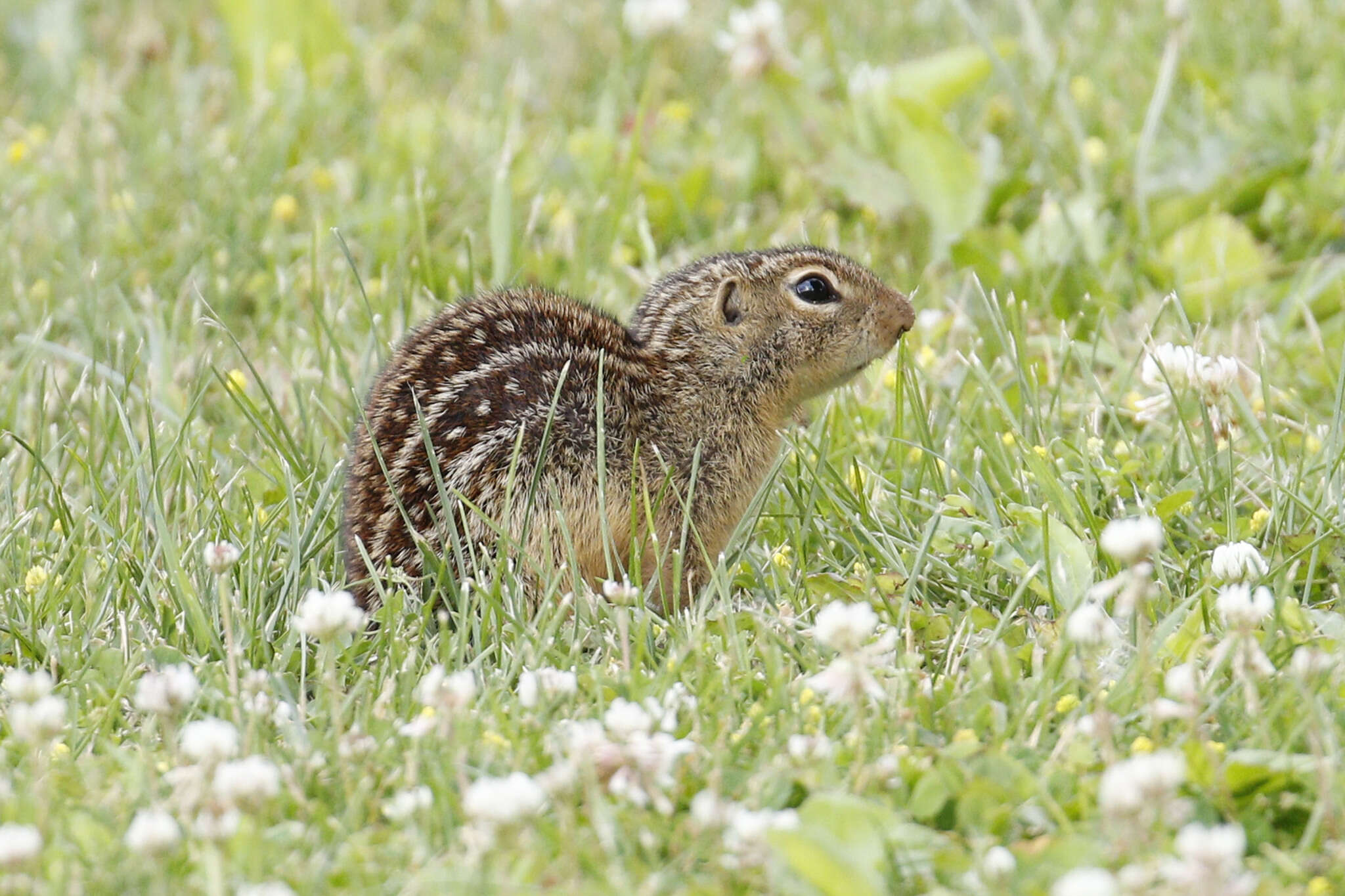 Image of thirteen-lined ground squirrel