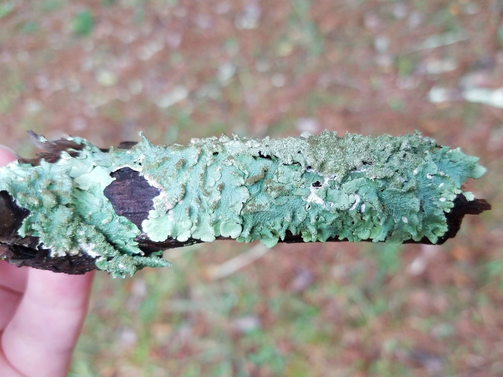 Image of Carolina canoparmelia lichen