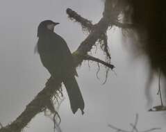 Image of Black Solitaire