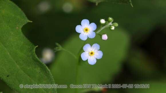 Image de Trigonotis peduncularis var. amblyosepala (Nakai & Kitag.) W. T. Wang