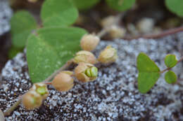 Image of Christia obcordata (Poir.) Bakh. fil.