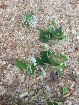 Plancia ëd Mikania cordifolia (L. fil.) Willd.