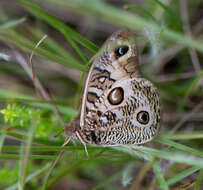 Image of <i>Orobrassolis ornamentalis</i>