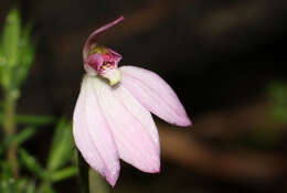 Image of Ornate pink fingers