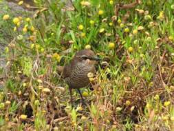 صورة Scelorchilus Oberholser 1923