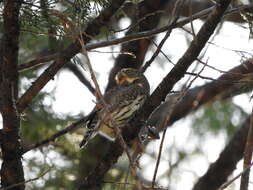 Image of Mountain Pygmy Owl