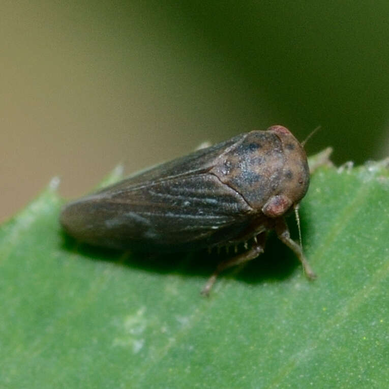 Image of Agallia lingulata Olsen 1922