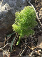 Image of Giant Fennel