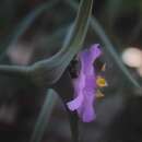 Sivun Tradescantia hirta D. R. Hunt kuva