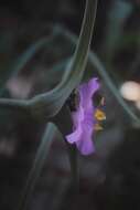 Слика од Tradescantia hirta D. R. Hunt